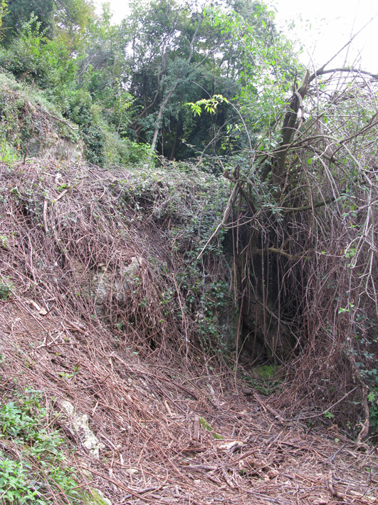 Soccorso larve salamandra